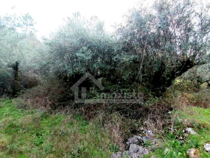 Terreno para Venda em Ansião Foto 2