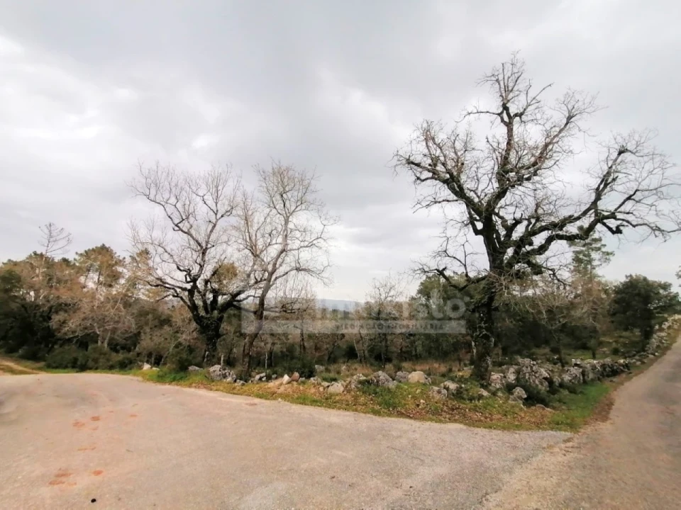Terreno Agricola ou Rústico para Venda em Santiago da Guarda Foto 4