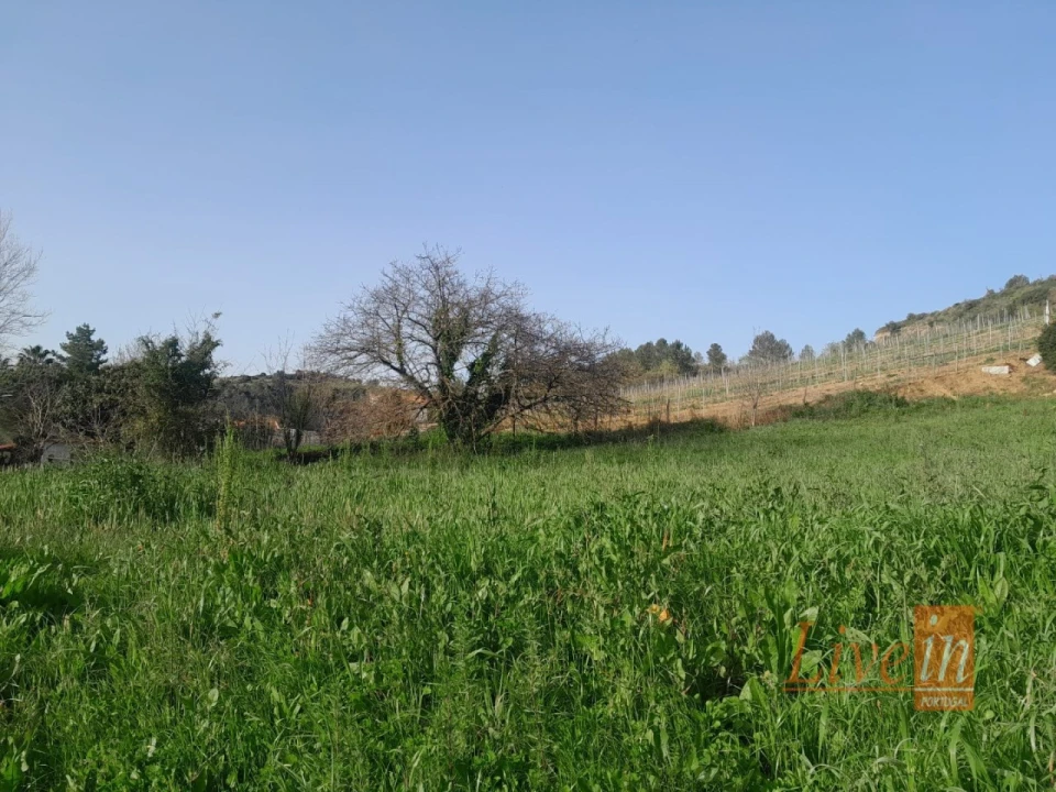 Terreno Agricola ou Rústico para Venda em Ribafria e Pereiro de Palhacana Foto 2