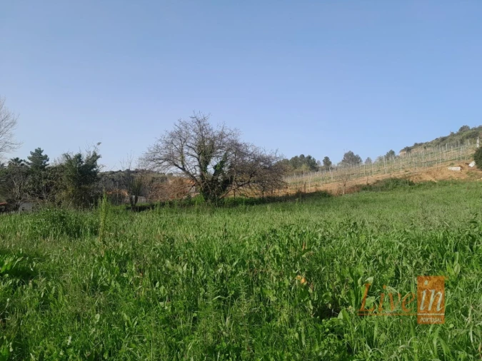 Terreno Agricola ou Rústico para Venda em Ribafria e Pereiro de Palhacana Foto 2