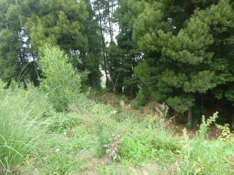 Terreno Misto para Venda em Oliveira do Douro Foto 1