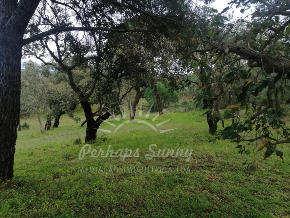 Terreno Misto para Venda em Melides Foto 10
