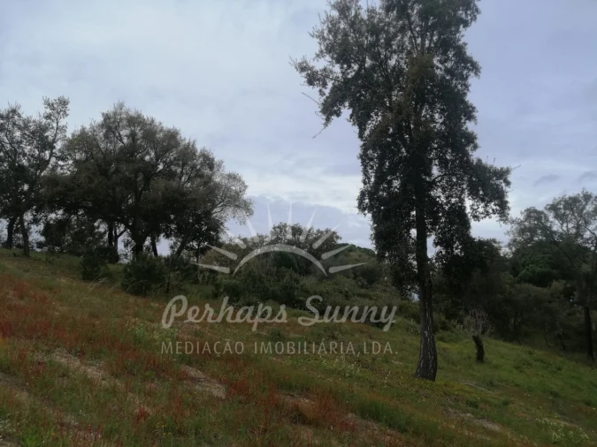 Terreno Misto para Venda em Melides Foto 16