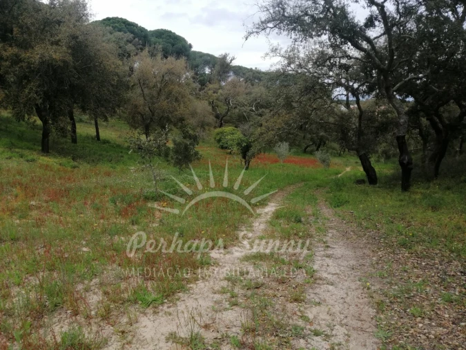 Terreno Misto para Venda em Melides Foto 20
