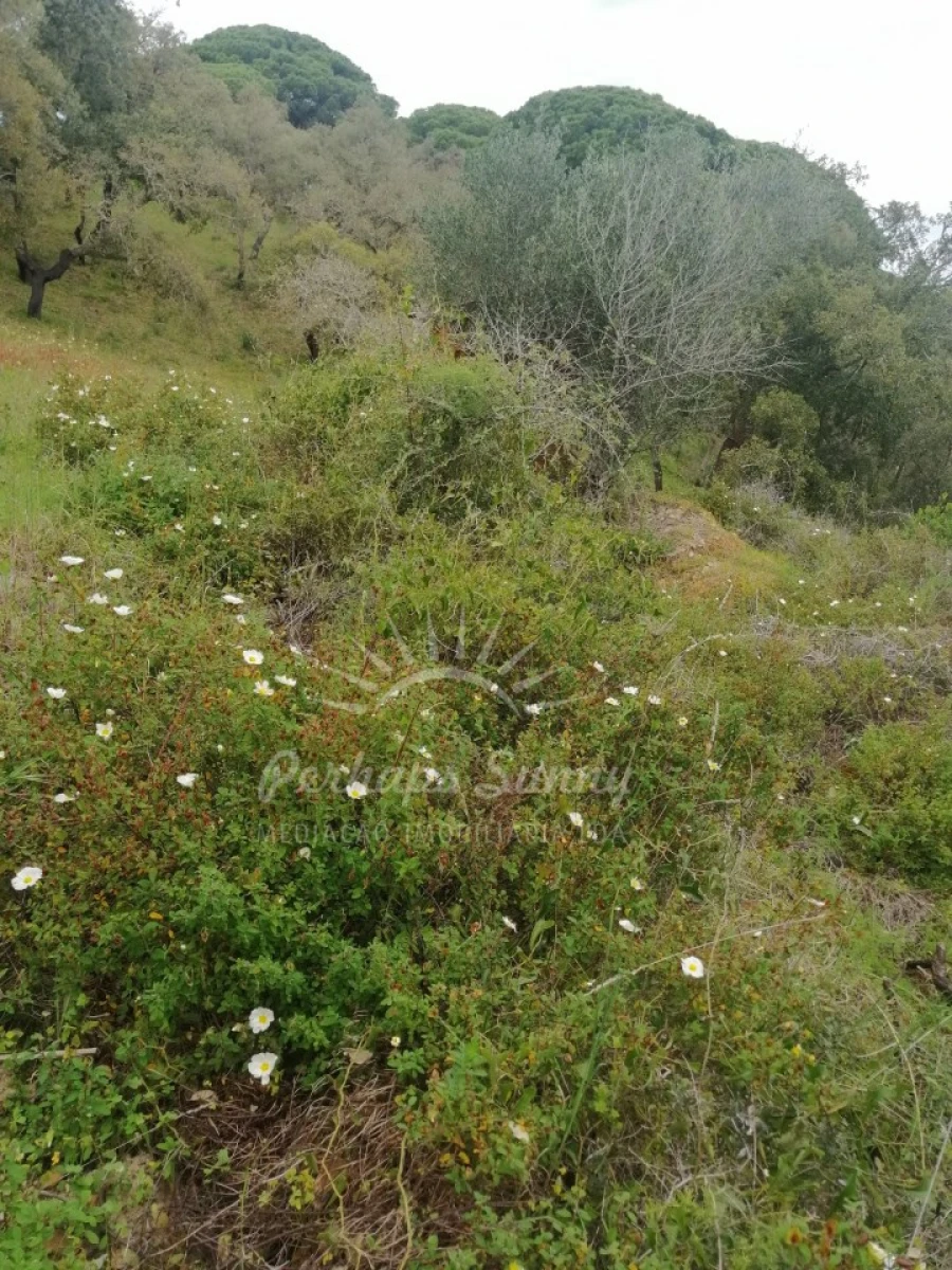 Terreno Misto para Venda em Melides Foto 24
