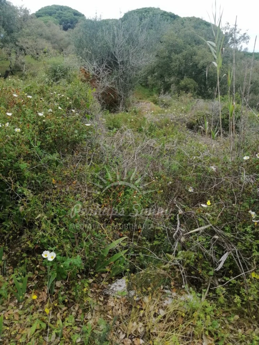 Terreno Misto para Venda em Melides Foto 25