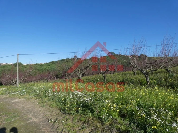Quinta para Venda em Azueira e Sobral da Abelheira Foto 29