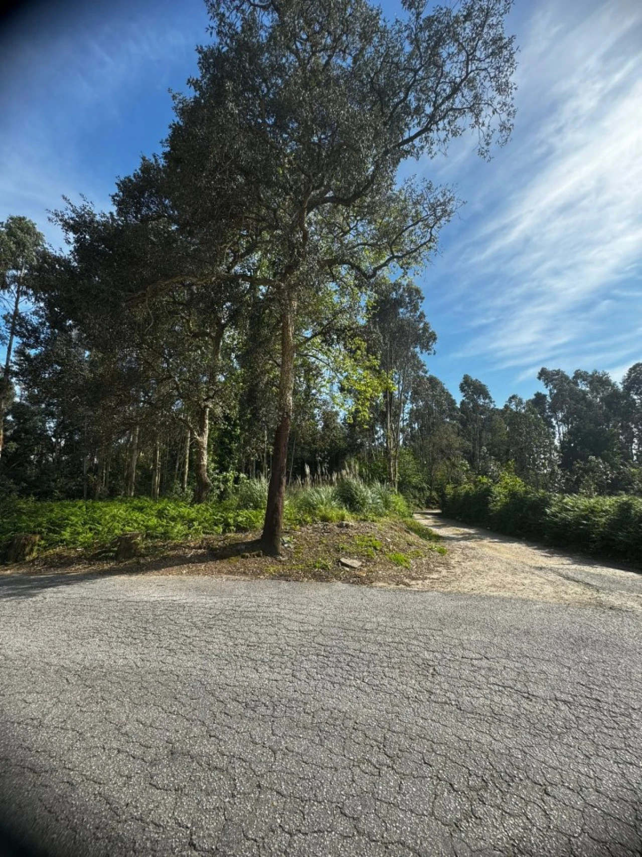 Terreno Comércio / Armazém para Venda em Serzedo e Perosinho Foto 6
