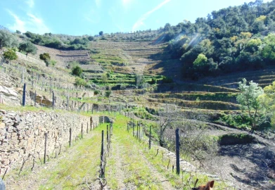 Terreno para Venda em Abaças