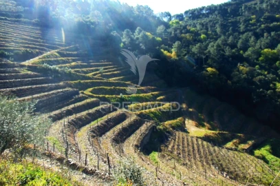 Terreno para Venda em Abaças