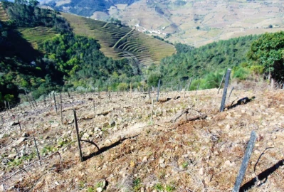 Terreno para Venda em Abaças