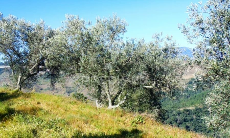 Terreno para Venda em Abaças