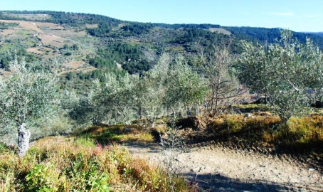 Terreno para Venda em Abaças