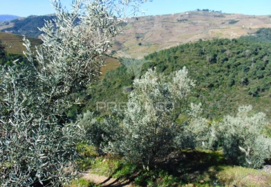 Terreno para Venda em Abaças