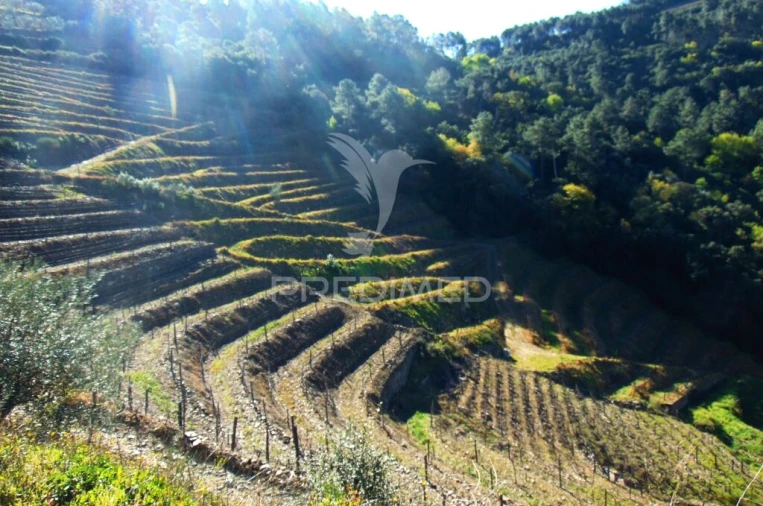 Terreno para Venda em Abaças Foto 15