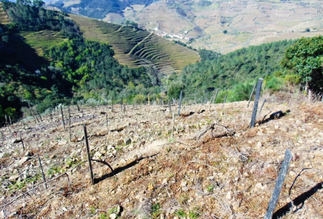 Terreno para Venda em Abaças Foto 16