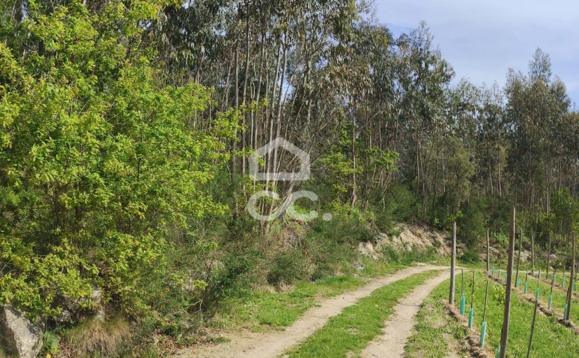 Terreno para Venda em Baltar Foto 12