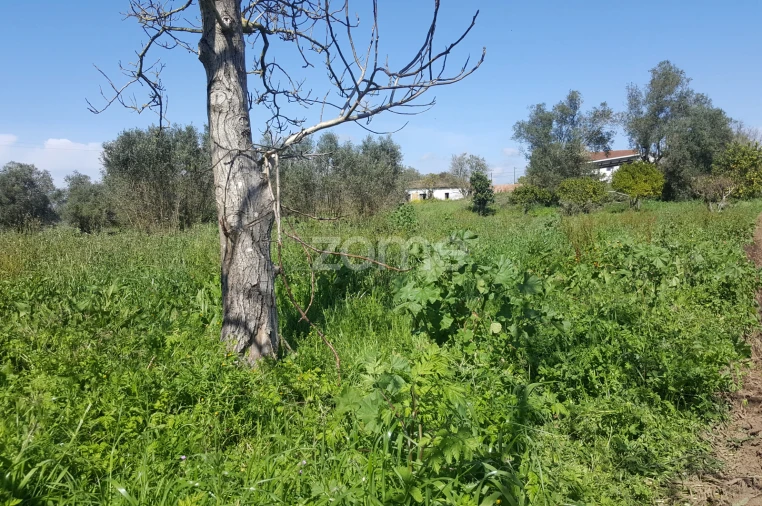 Terreno para Venda em Milagres Foto 6