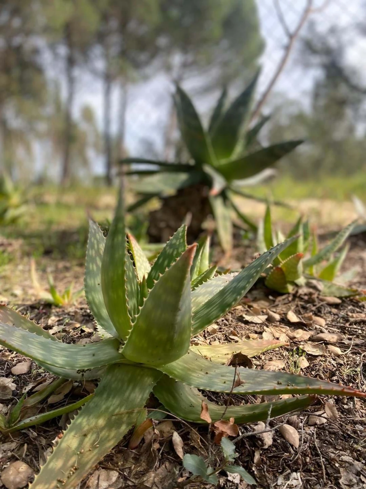 Terreno para Venda em Comporta Foto 3