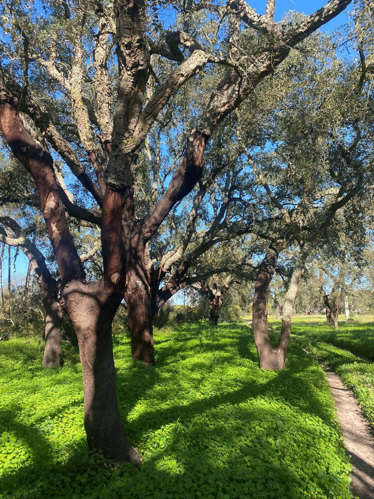 Terreno para Venda em Comporta Foto 20