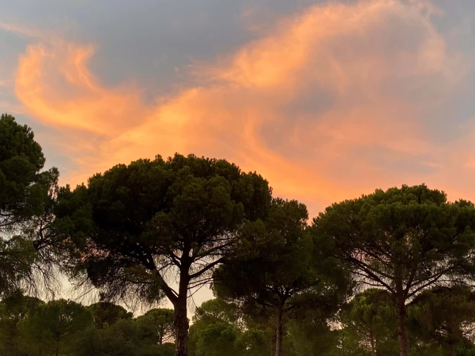 Terreno para Venda em Comporta Foto 18