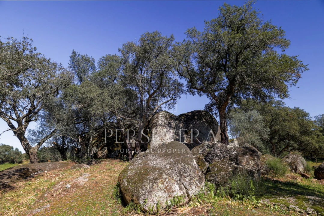 Quinta para Venda em Alter do Chão Foto 10