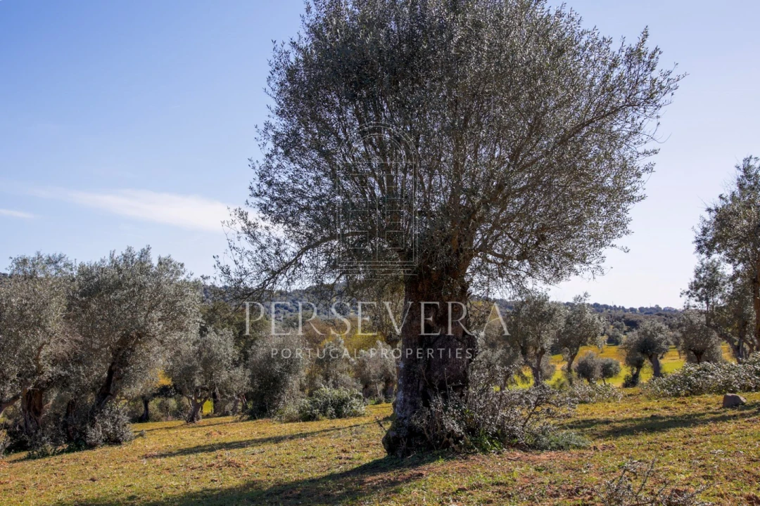 Quinta para Venda em Alter do Chão Foto 19