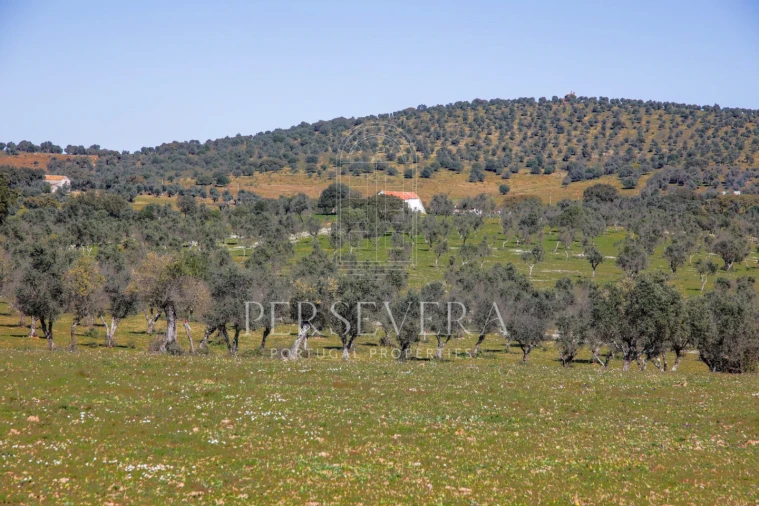 Quinta para Venda em Alter do Chão