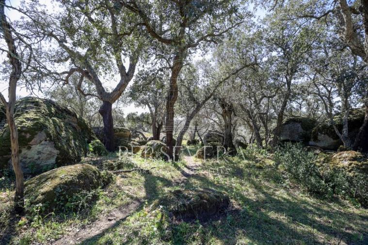 Quinta para Venda em Alter do Chão Foto 15