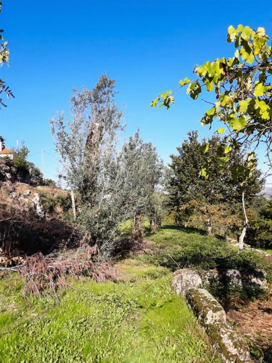 Terreno para Venda em Vieira do Minho Foto 31