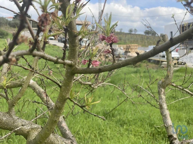 Terreno para Venda em Poiares e Canelas Foto 6