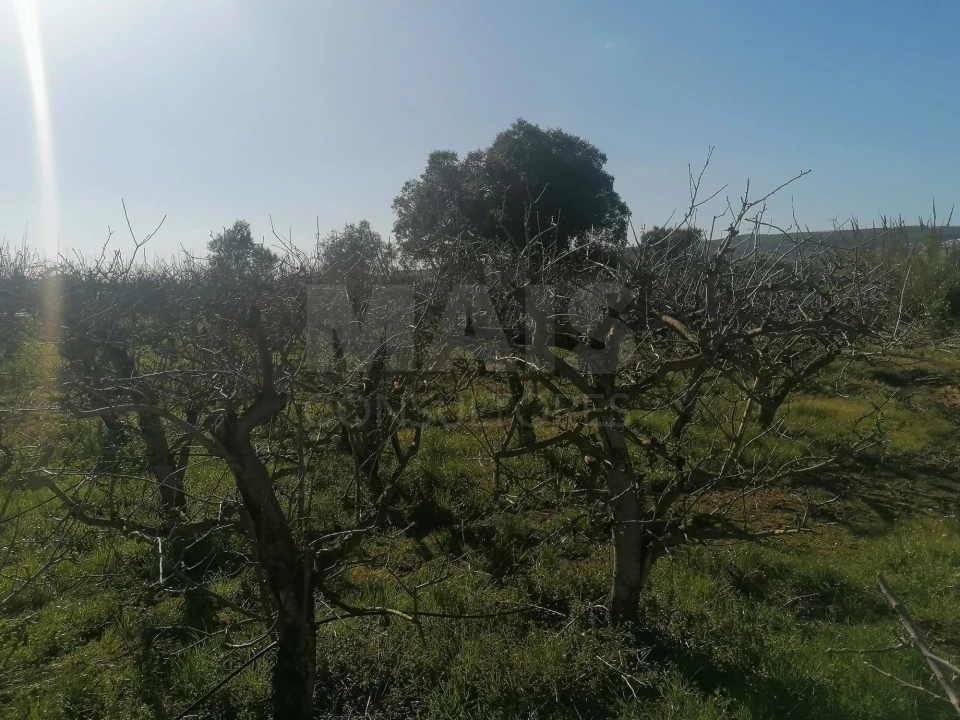Quinta T2 para Venda em Aldeia Galega da Merceana e Aldeia Gavinha Foto 10