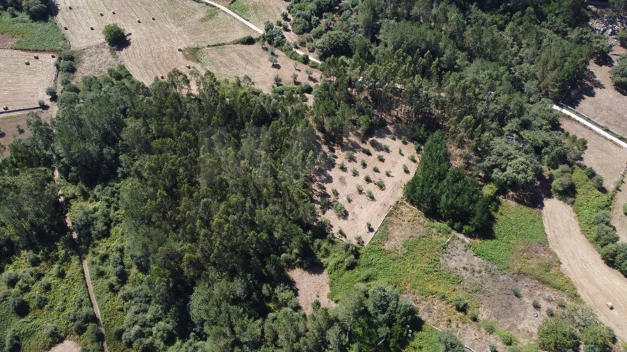 Terreno para Venda em Alvados e Alcaria Foto 4