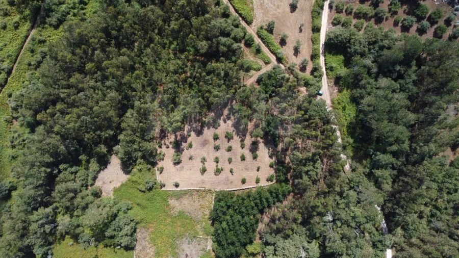 Terreno para Venda em Alvados e Alcaria Foto 5
