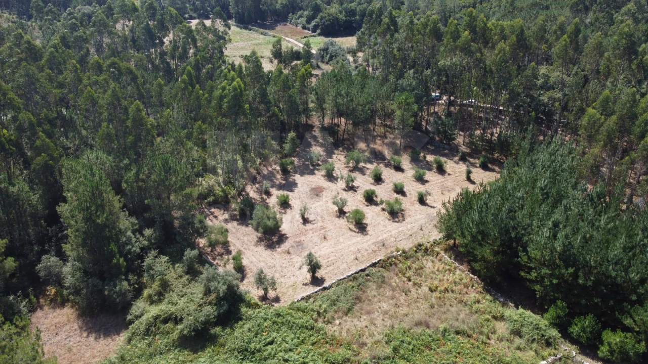 Terreno para Venda em Alvados e Alcaria Foto 11