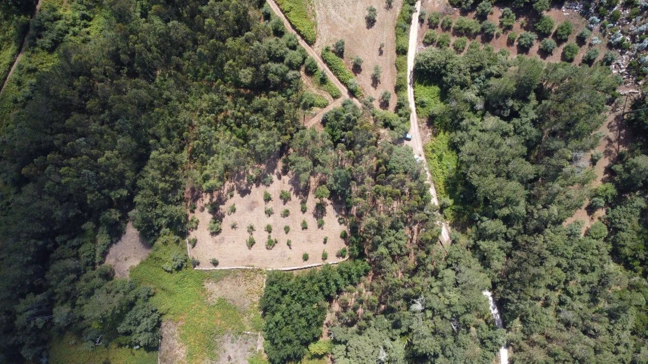 Terreno para Venda em Alvados e Alcaria Foto 6