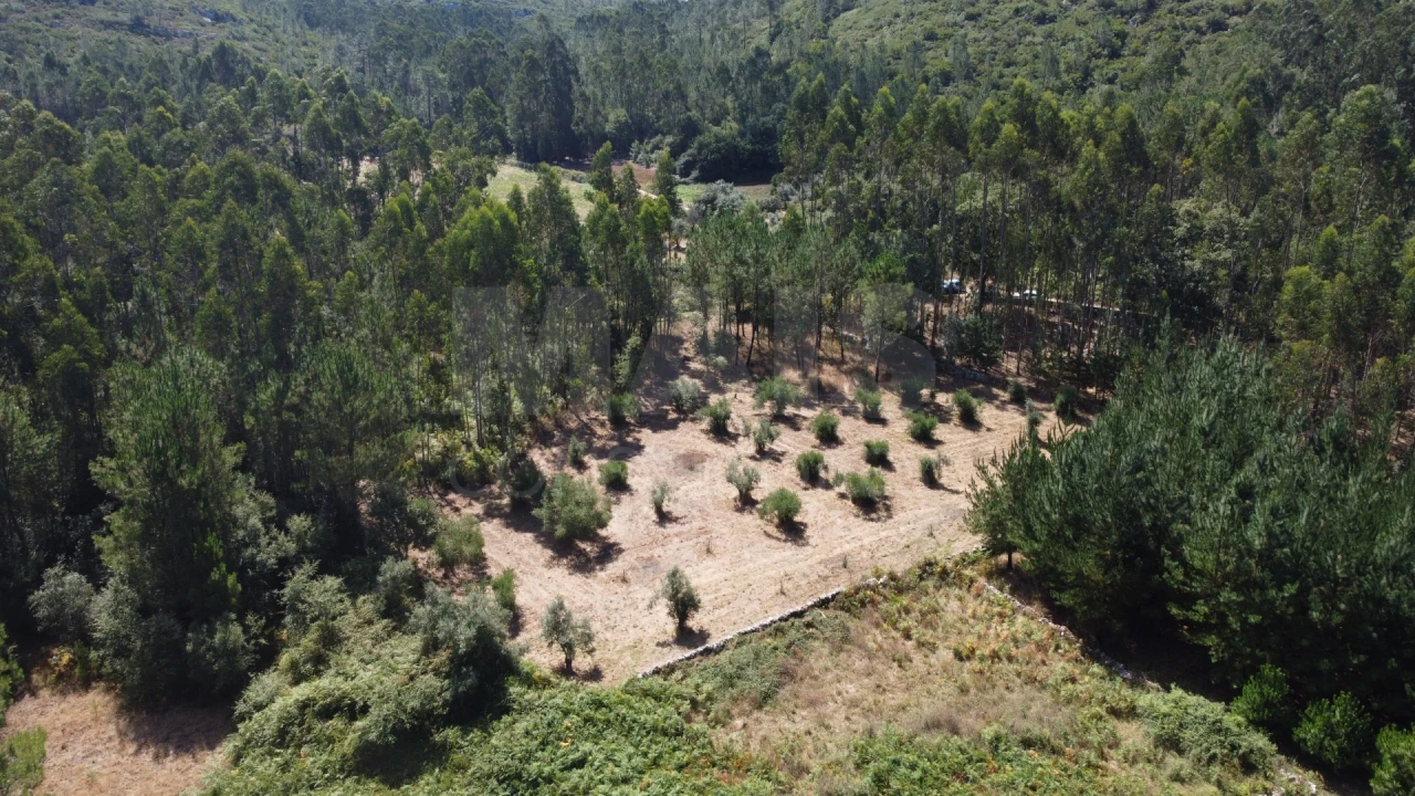 Terreno para Venda em Alvados e Alcaria Foto 12