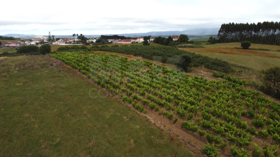 Terreno para Venda em Moita dos Ferreiros Foto 8