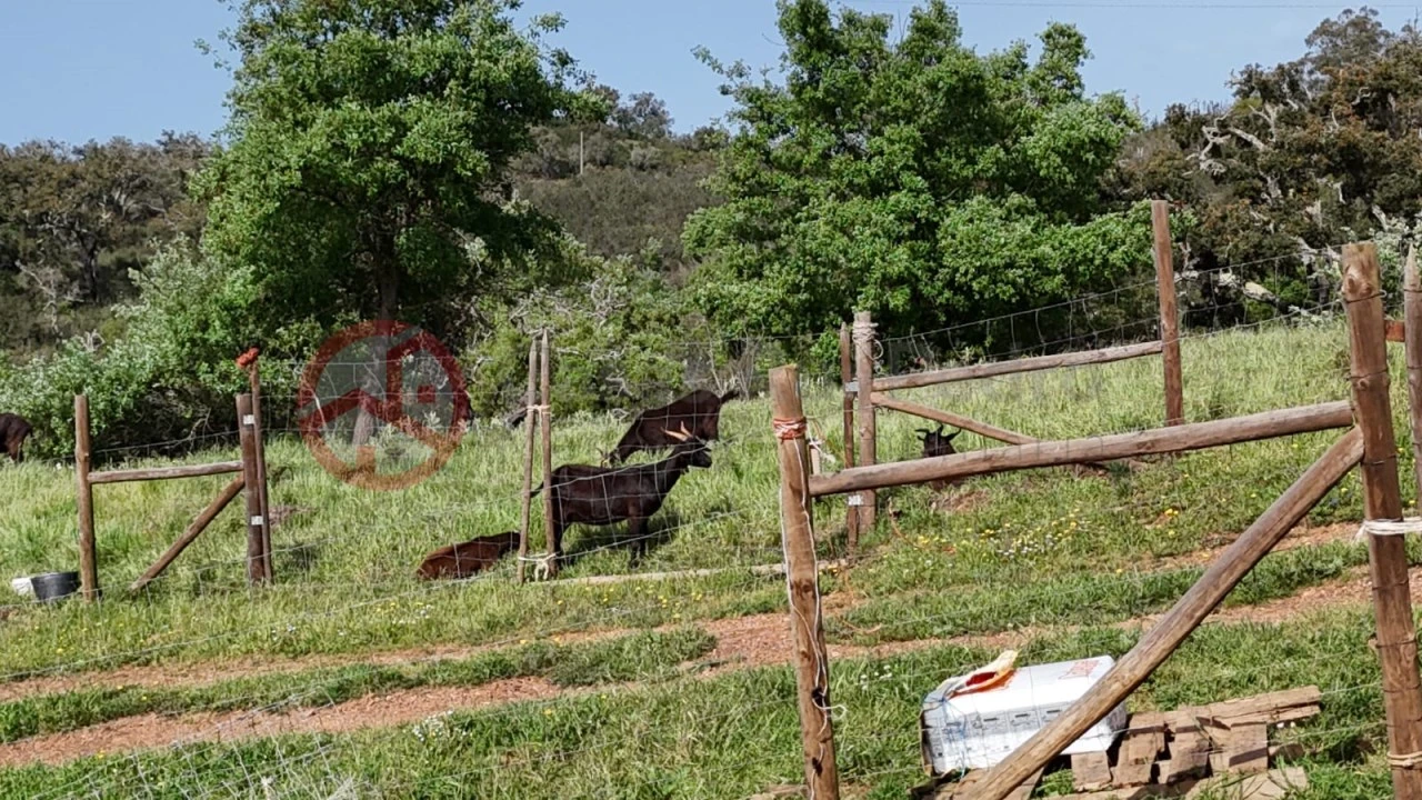 Terreno para Venda em São Salvador e Santa Maria Foto 14