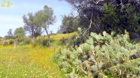 Terreno Agricola ou Rústico para Venda em Azinhal