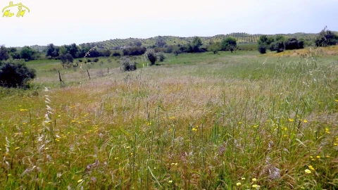 Terreno Agricola ou Rústico para Venda em Azinhal