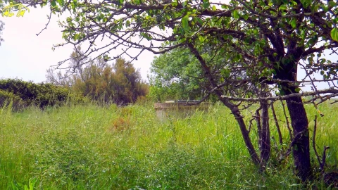Terreno Agricola ou Rústico para Venda em Azinhal