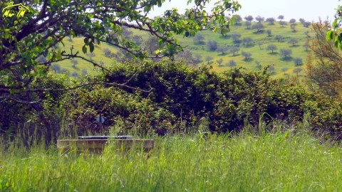 Terreno Agricola ou Rústico para Venda em Azinhal