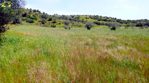 Terreno Agricola ou Rústico para Venda em Azinhal