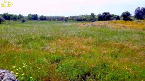 Terreno Agricola ou Rústico para Venda em Azinhal