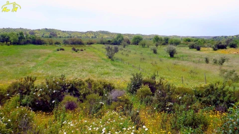 Terreno Agricola ou Rústico para Venda em Azinhal