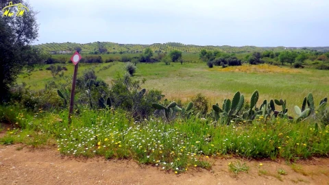 Terreno Agricola ou Rústico para Venda em Azinhal