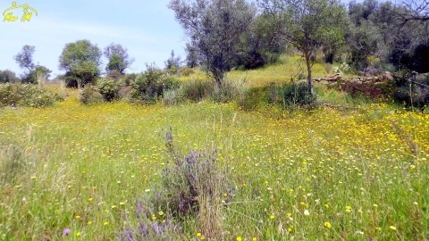 Terreno Agricola ou Rústico para Venda em Azinhal