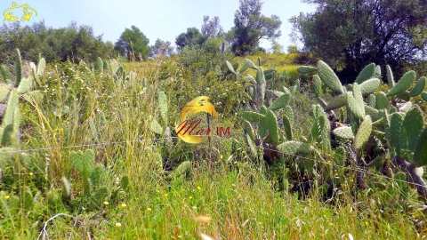 Terreno Agricola ou Rústico para Venda em Azinhal