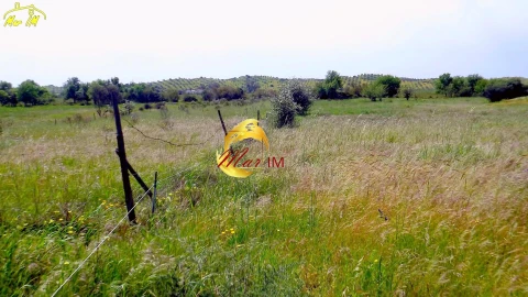 Terreno Agricola ou Rústico para Venda em Azinhal